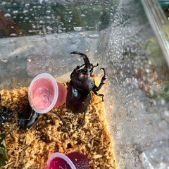 【残り2組】【引取り範囲解除】カブトムシとノコギリクワガタ差し上げます。の画像