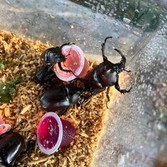 【残り2組】【引取り範囲解除】カブトムシとノコギリクワガタ差し上げます。の画像