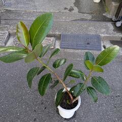観葉植物　ゴムの木の画像