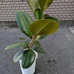 観葉植物　ゴムの木の画像