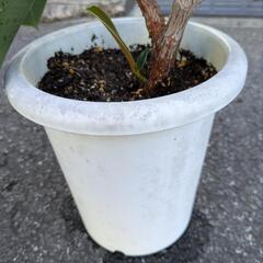 観葉植物　ゴムの木の画像