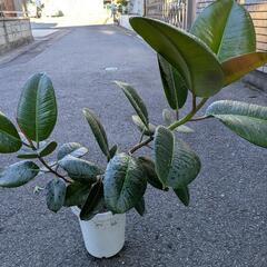 観葉植物　ゴムの木の画像