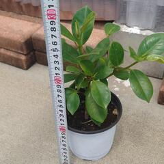 ガジュマルの画像
