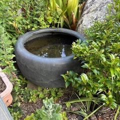 壺　鉢　植木鉢　の画像