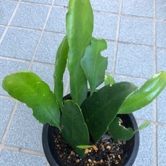 孔雀サボテンの苗の画像