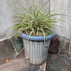壺　鉢　植木鉢　の画像