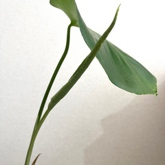 幹立ち　モンステラ　デリシオーサ　観葉植物の画像