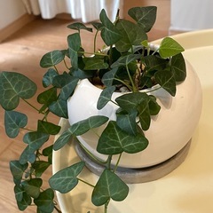 アイビー　ヘデラ　水挿しの画像