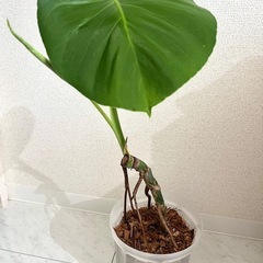 幹立ち　モンステラ　デリシオーサ　観葉植物の画像
