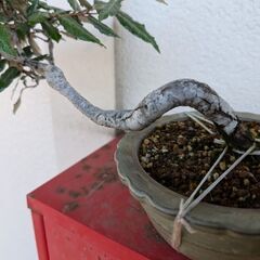 グミ盆栽の画像
