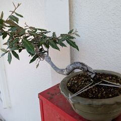 グミ盆栽の画像