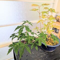 モミジの盆栽の画像