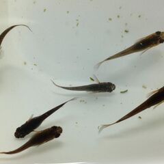 【めだか】サタン （ブラックヒレ長メダカ）　幼魚おまけ込み10匹セット、今年産まれの画像