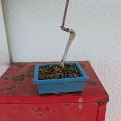 ミニの藤盆栽2の画像