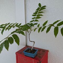 ミニの藤盆栽2の画像
