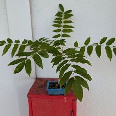 ミニの藤盆栽2の画像