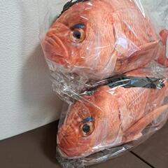 鯛の画像