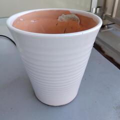 陶器＊植木鉢＊蘭の画像