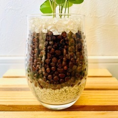 シルクジャスミン　ムラヤ　パニクラータ　観葉植物　ハイドロカルチャーの画像