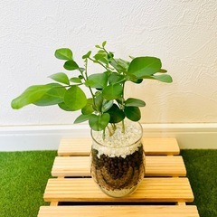 シルクジャスミン　ムラヤ　パニクラータ　観葉植物　ハイドロカルチャーの画像