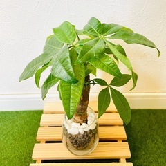 パキラ　観葉植物　ハイドロカルチャーの画像