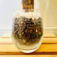 パキラ　観葉植物　ハイドロカルチャーの画像