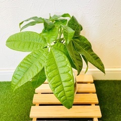パキラ　観葉植物　ハイドロカルチャーの画像