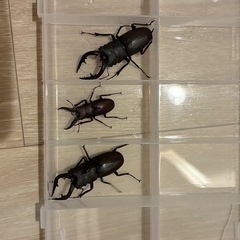 ノコギリクワガタ　【野外採取】　3匹！　　🤗　の画像
