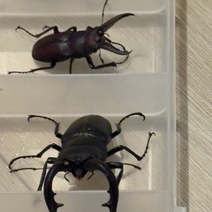ノコギリクワガタ　【野外採取】　3匹！　　🤗　の画像