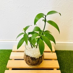 梛の木　ナギ　観葉植物　ハイドロカルチャーの画像