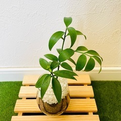 梛の木　ナギ　観葉植物　ハイドロカルチャーの画像
