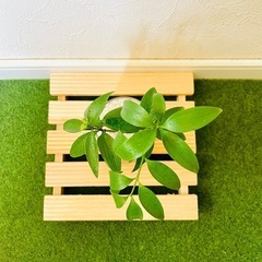 梛の木　ナギ　観葉植物　ハイドロカルチャーの画像
