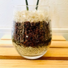 梛の木　ナギ　観葉植物　ハイドロカルチャーの画像