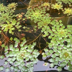 水草　ウォーターダイヤ　1株の画像