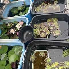 水草　ウォーターダイヤ　1株の画像