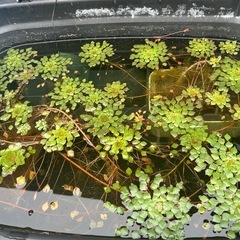 水草　ウォーターダイヤ　1株の画像