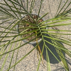 ココスヤシ🌴鉢ごと🌴の画像