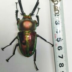 3令幼虫ペア　70.1ギネスニジイロクワガタ血統の画像