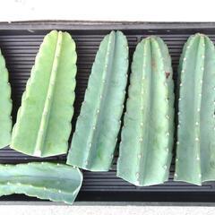 柱サボテン 1本500円！鬼面角の画像