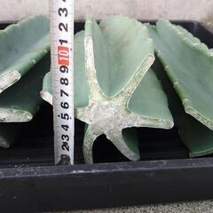 柱サボテン 1本500円！鬼面角の画像