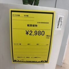 【ジャングルジャングル和歌山店】【Wa1923】観葉植物 リユースショップ リサイクルショップ 中古家具 中古家電 中古自転車 古着 冷蔵庫 洗濯機 エアコン 電子レンジ テレビ オフィス家具 ヴィンテージ アンティーク  和歌山市 岩出市 海南市 岬町 和歌山 大阪の画像