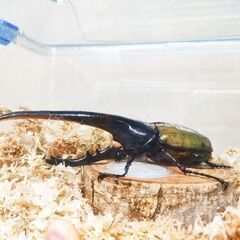 取り引き予定のため中断　大盤振舞計21頭セット　ヘラクレスオオカブト初令〜2令初期幼虫の画像