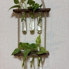 オマケ　無限ポトス　マーブルクイーン　観葉植物の画像