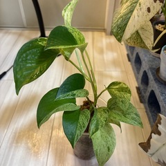 オマケ　無限ポトス　マーブルクイーン　観葉植物の画像