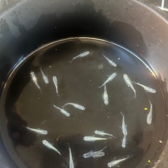 オリジナルメダカ(未来)稚魚の画像