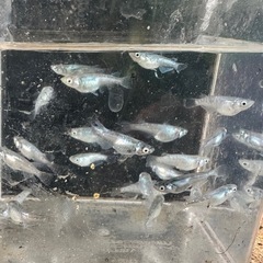 オリジナルメダカ(未来)稚魚の画像