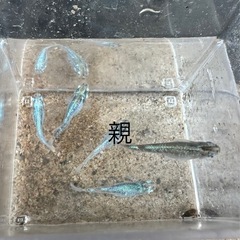 オリジナルメダカ(未来)稚魚の画像