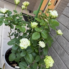 グリーンバラ苗の画像