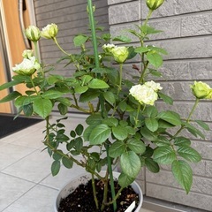 グリーンバラ苗の画像