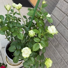 グリーンバラ苗の画像
